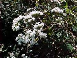 Eupatorium rugosum Chocolate — photo 4
